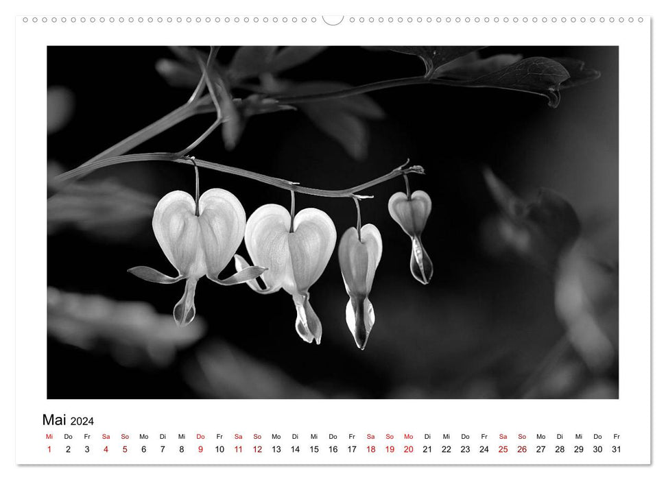 The graphic beauty of plants – black and white (CALVENDO Premium Wall Calendar 2024) 