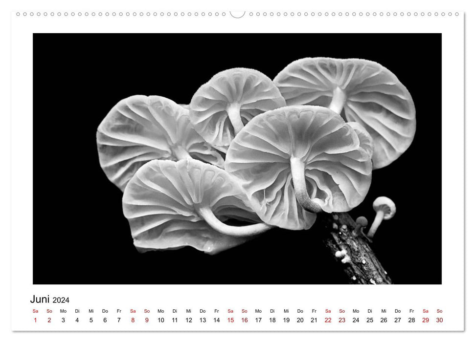 The graphic beauty of plants – black and white (CALVENDO Premium Wall Calendar 2024) 