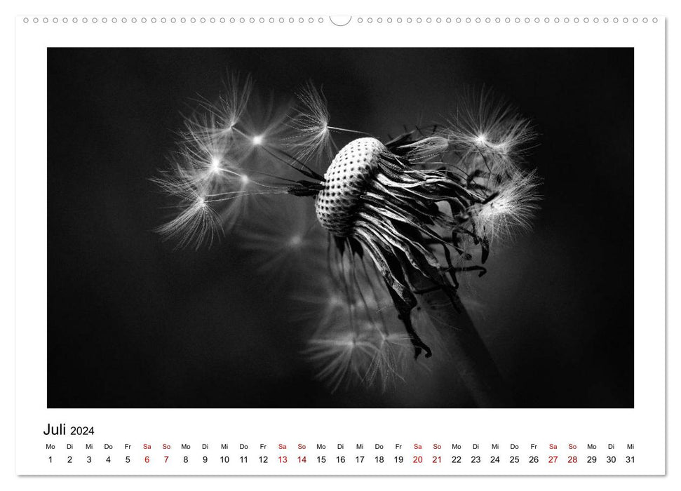 The graphic beauty of plants – black and white (CALVENDO Premium Wall Calendar 2024) 