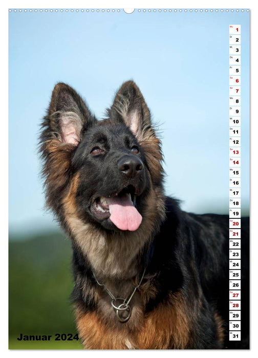 Schäferhunde Langstockhaar zum verlieben (CALVENDO Premium Wandkalender 2024)