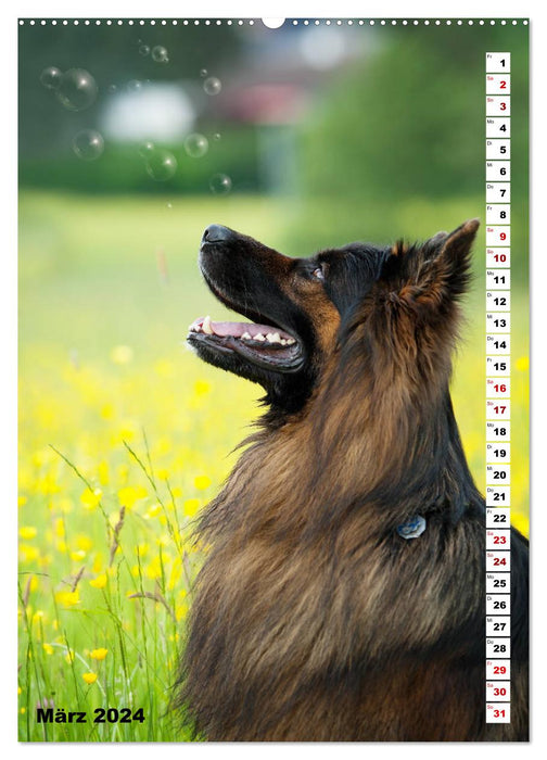 Shepherd dogs with long stick hair to fall in love with (CALVENDO Premium Wall Calendar 2024) 