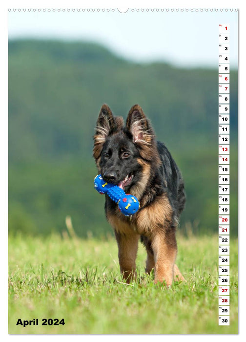 Schäferhunde Langstockhaar zum verlieben (CALVENDO Premium Wandkalender 2024)