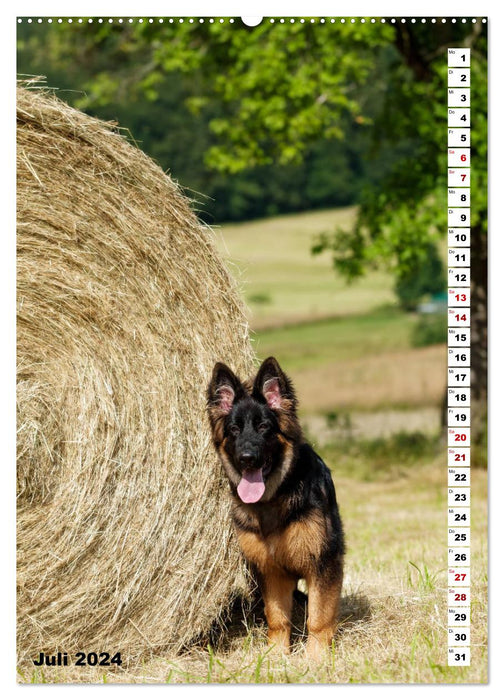 Schäferhunde Langstockhaar zum verlieben (CALVENDO Premium Wandkalender 2024)