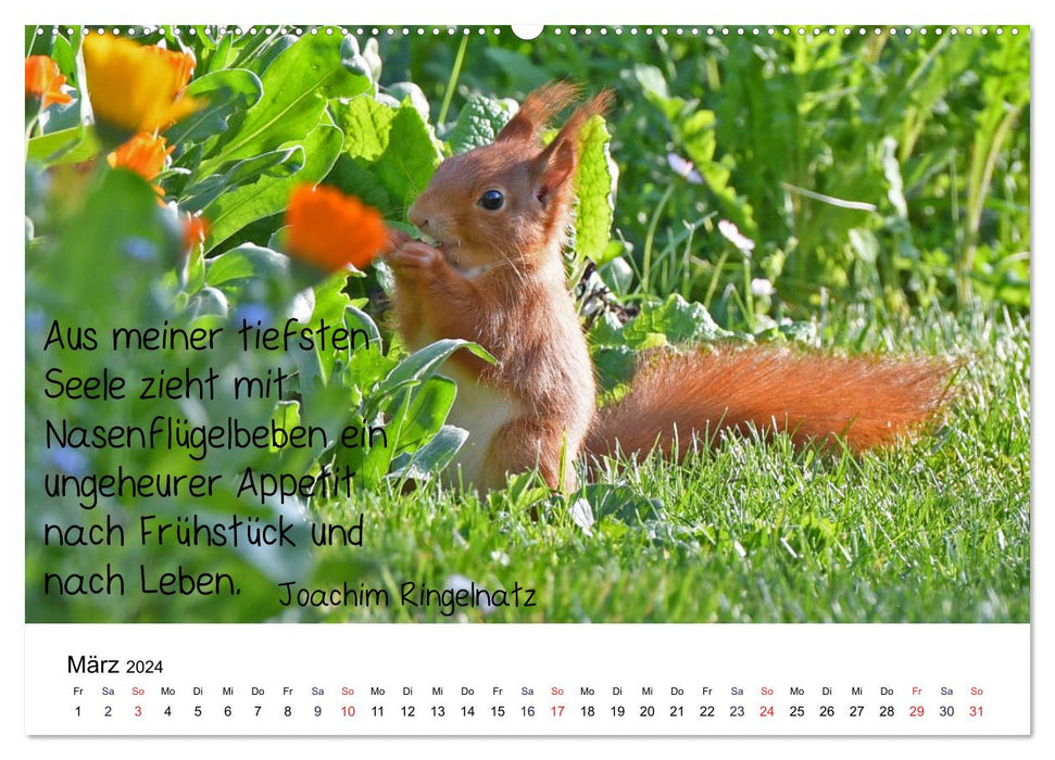 Der literarische Eichhörnchen-Kalender (CALVENDO Wandkalender 2024)