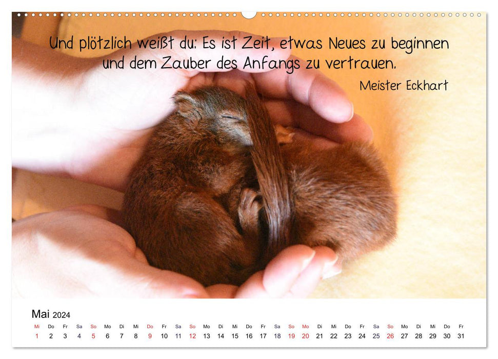 Der literarische Eichhörnchen-Kalender (CALVENDO Wandkalender 2024)