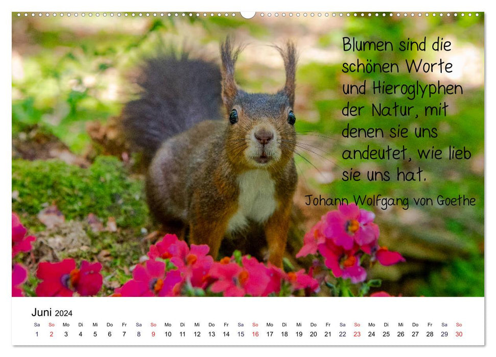 Der literarische Eichhörnchen-Kalender (CALVENDO Wandkalender 2024)