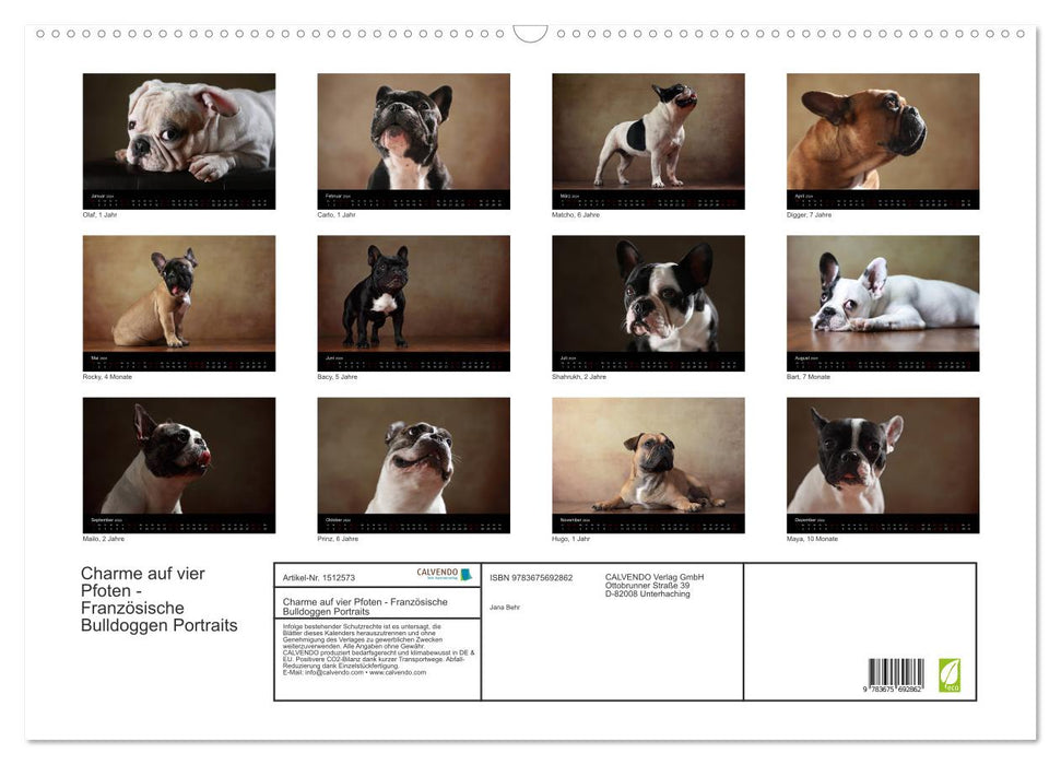 Charme auf vier Pfoten - Französische Bulldoggen Portraits (CALVENDO Wandkalender 2024)