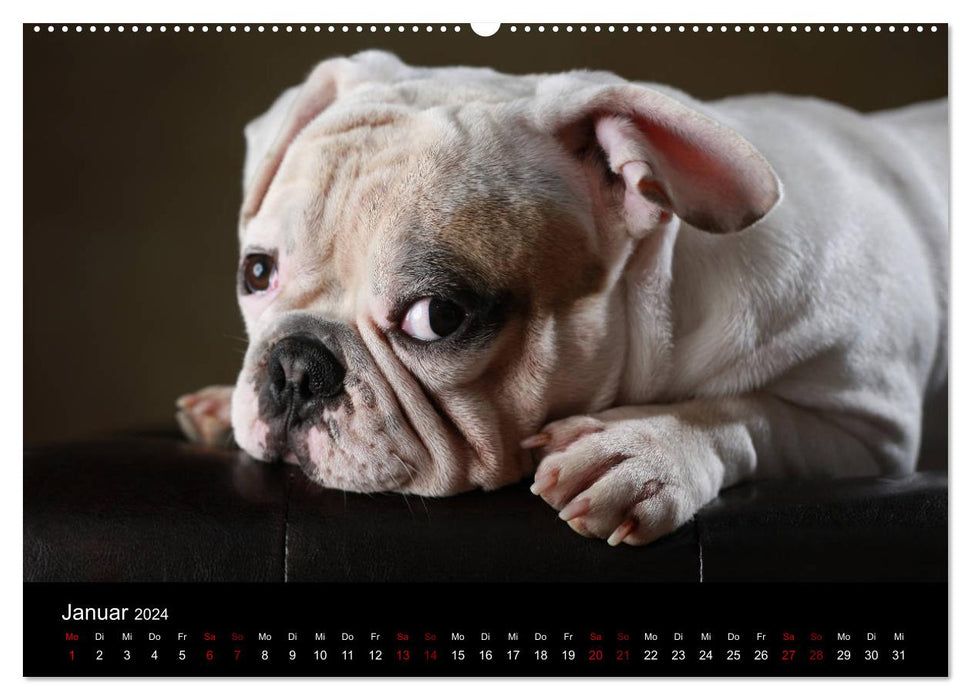 Charm on four paws - French bulldog portraits (CALVENDO wall calendar 2024) 