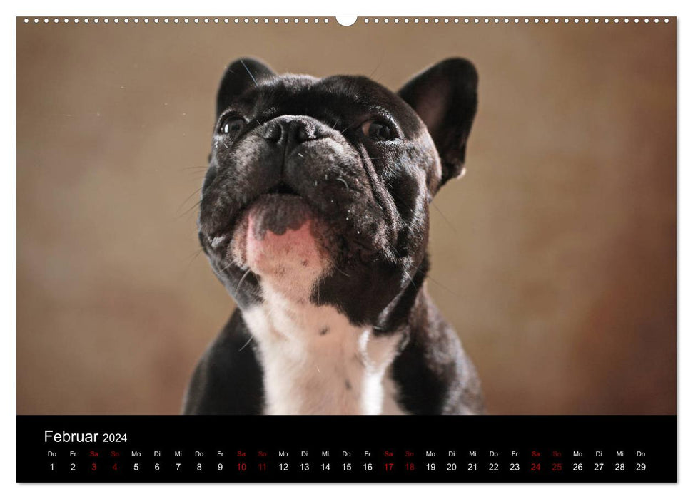 Charme auf vier Pfoten - Französische Bulldoggen Portraits (CALVENDO Wandkalender 2024)