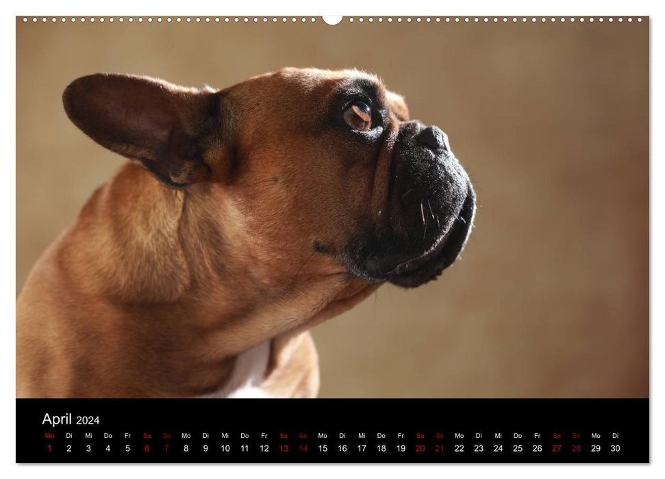 Charm on four paws - French bulldog portraits (CALVENDO wall calendar 2024) 