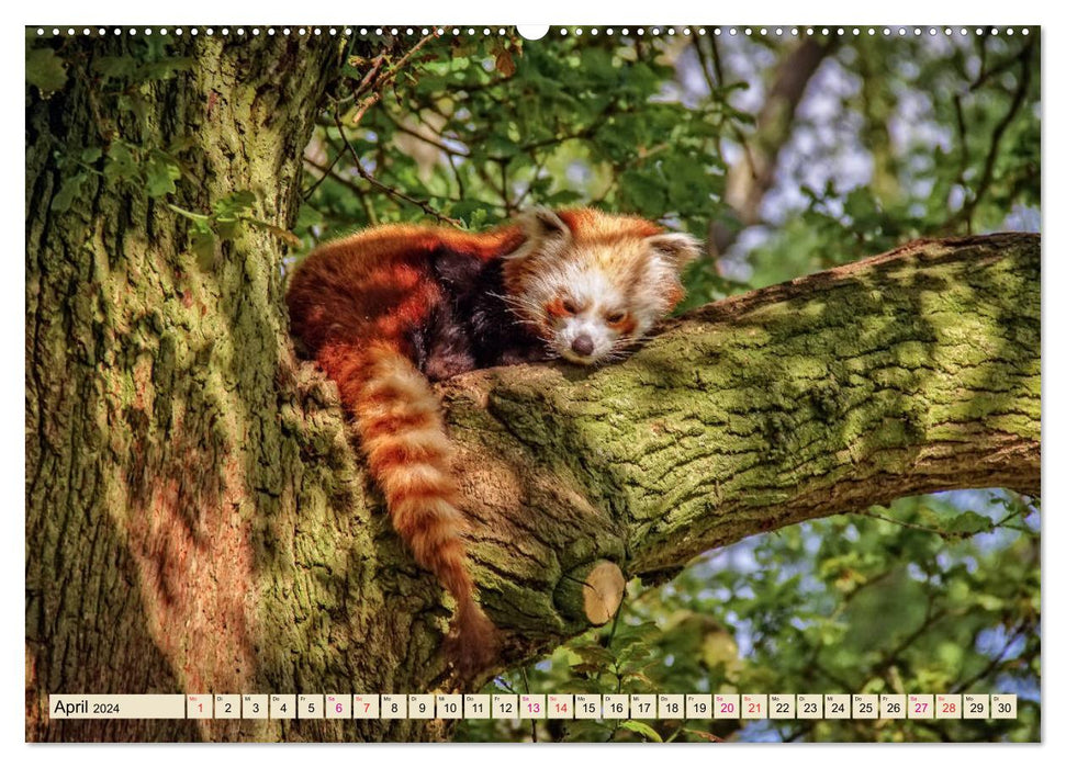 Little Panda (CALVENDO wall calendar 2024) 