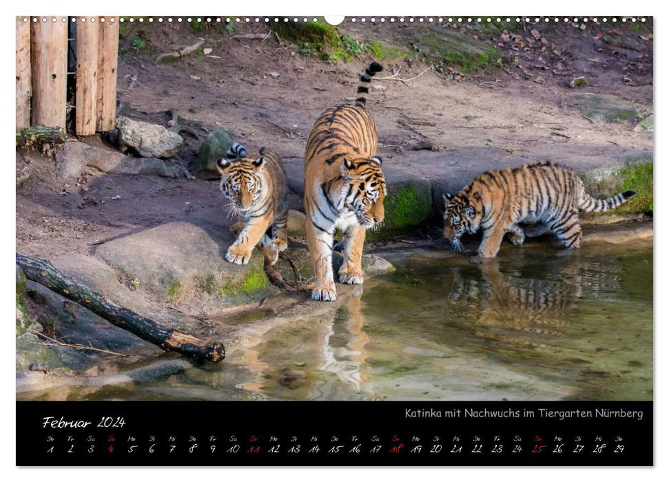 Nuremberg Zoo (CALVENDO wall calendar 2024) 