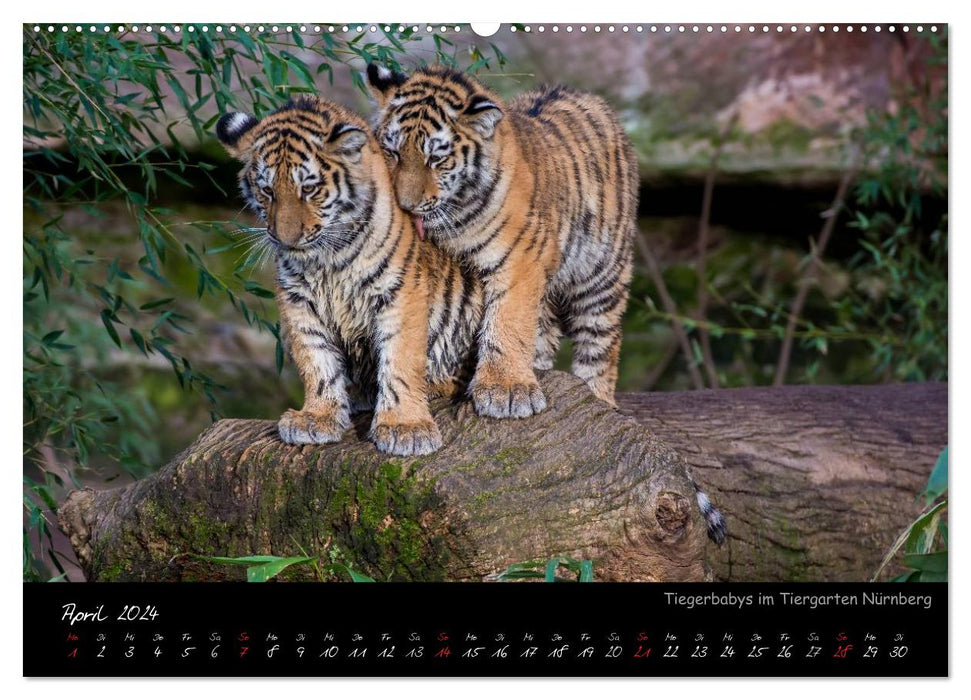 Nuremberg Zoo (CALVENDO wall calendar 2024) 