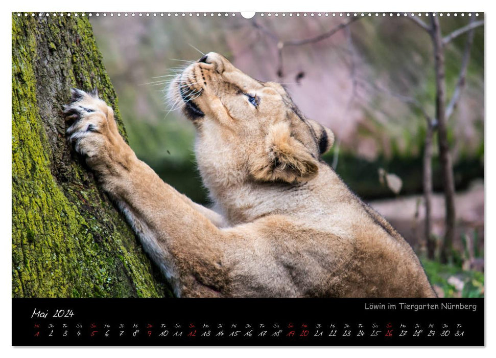 Nuremberg Zoo (CALVENDO wall calendar 2024) 