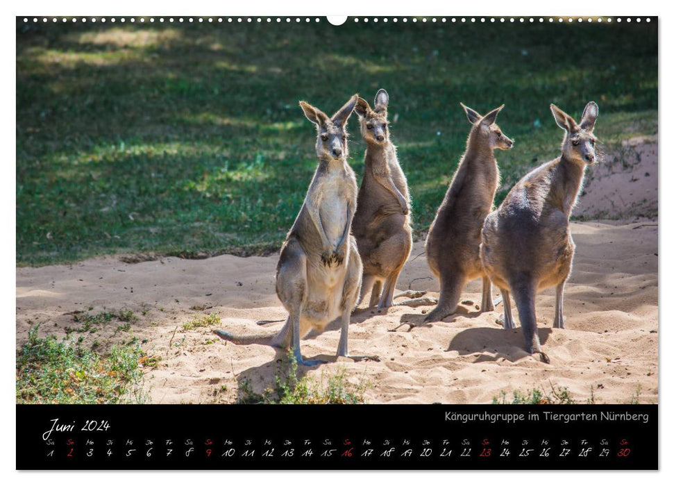 Nuremberg Zoo (CALVENDO wall calendar 2024) 