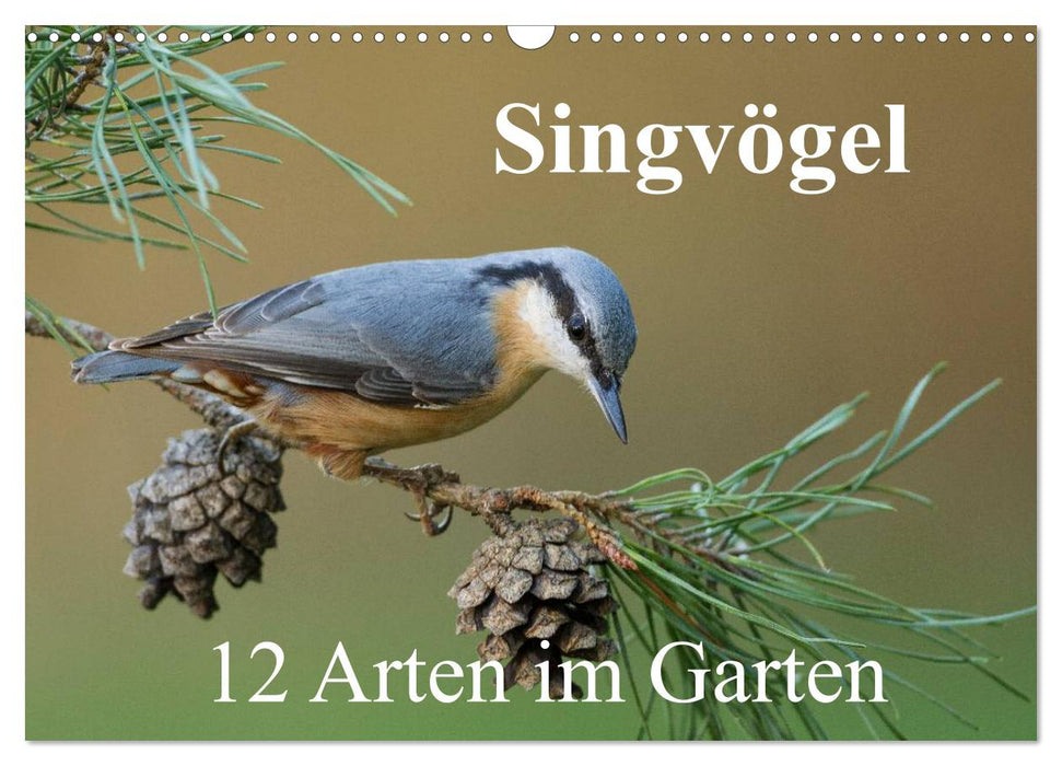 Singvögel - 12 Arten im Garten (CALVENDO Wandkalender 2024)