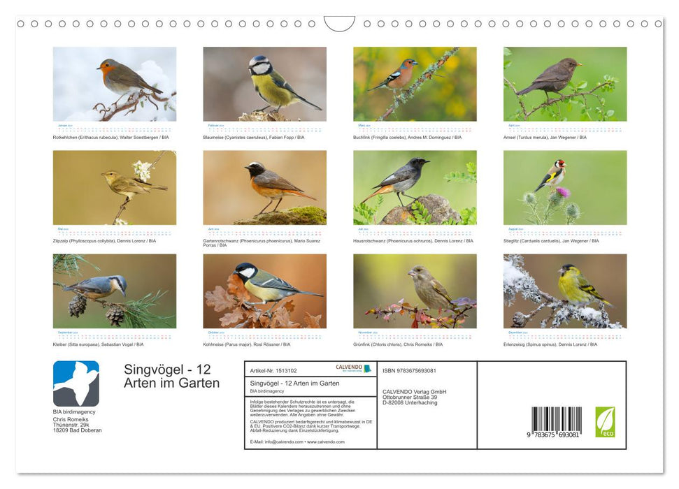 Singvögel - 12 Arten im Garten (CALVENDO Wandkalender 2024)