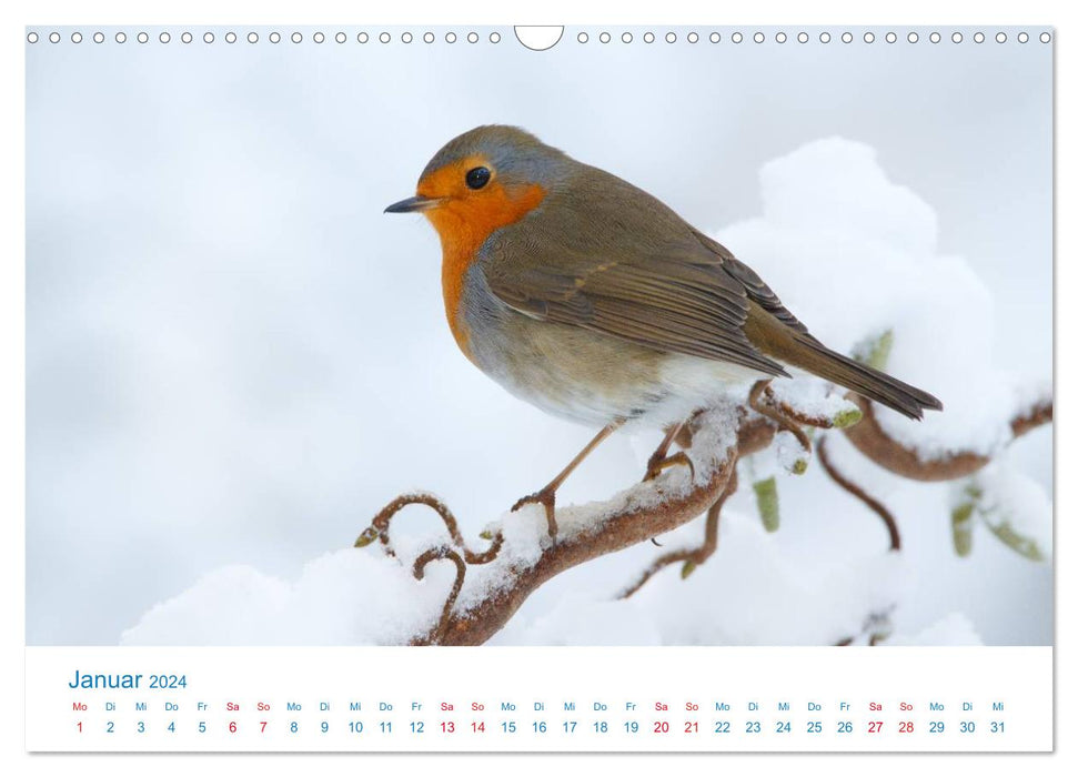 Songbirds - 12 species in the garden (CALVENDO wall calendar 2024) 