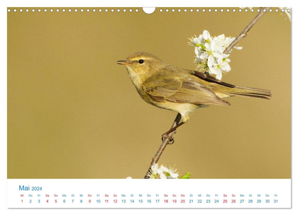 Singvögel - 12 Arten im Garten (CALVENDO Wandkalender 2024)