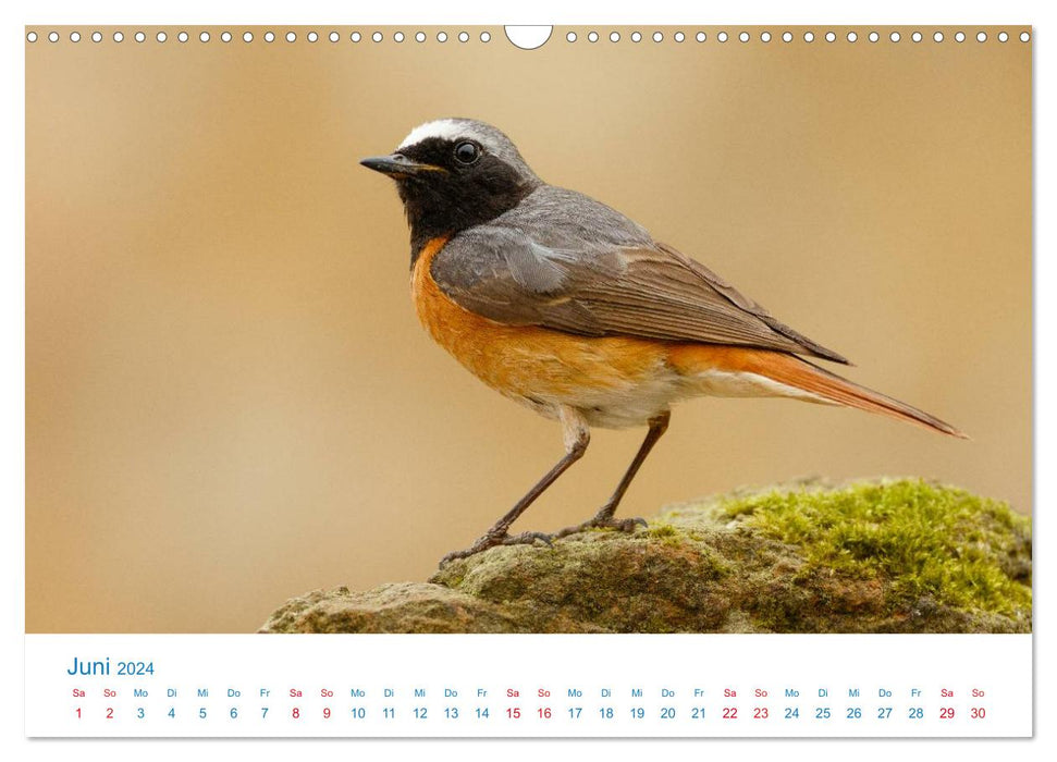 Singvögel - 12 Arten im Garten (CALVENDO Wandkalender 2024)