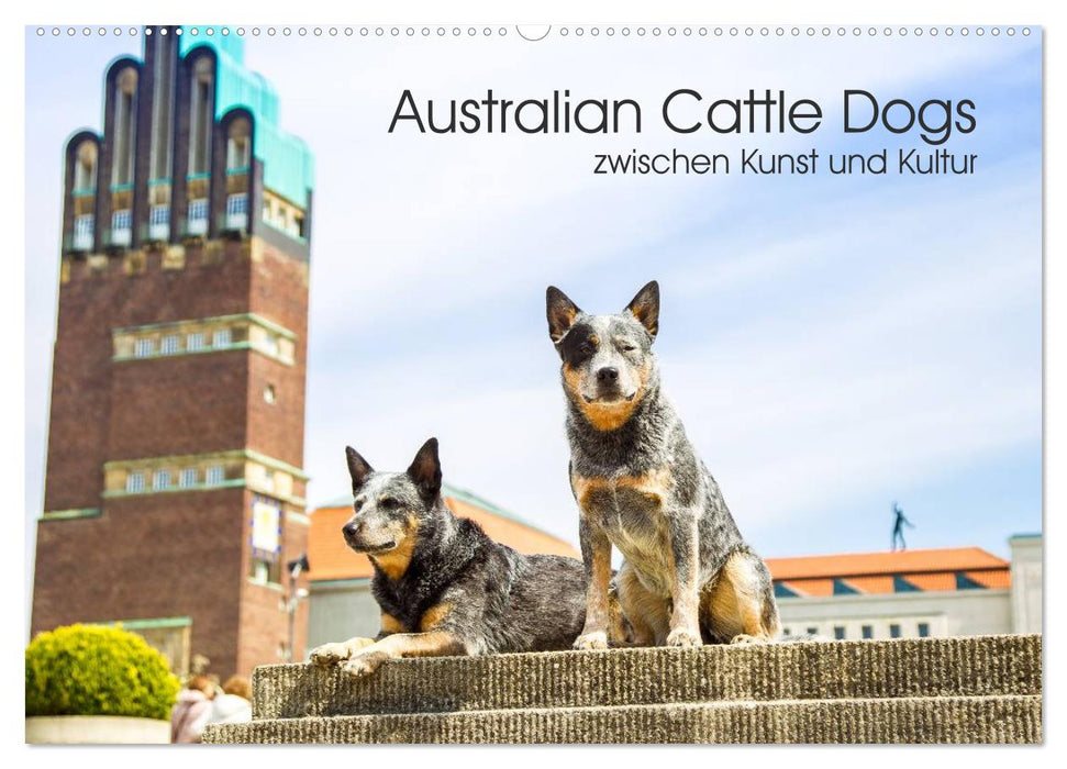 Australian Cattle Dogs between art and culture (CALVENDO wall calendar 2024) 