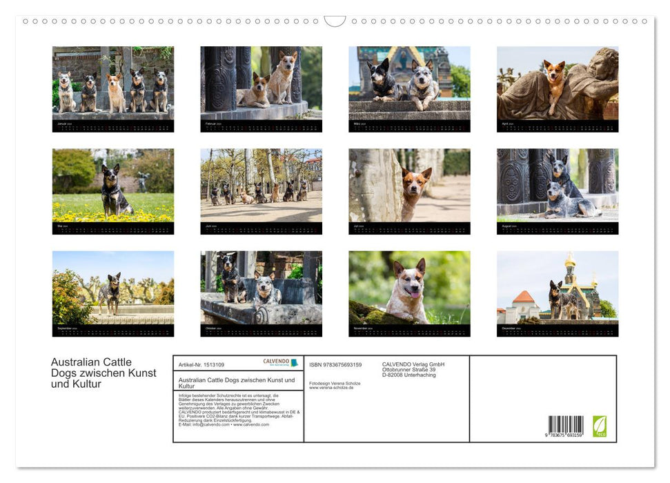 Australian Cattle Dogs zwischen Kunst und Kultur (CALVENDO Wandkalender 2024)