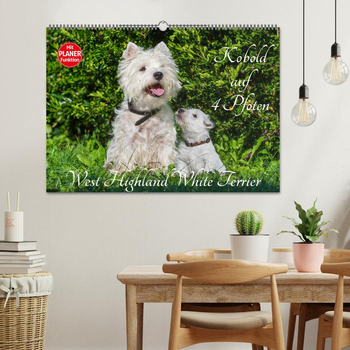 Kobold auf 4 Pfoten - West Highland White Terrier (CALVENDO Wandkalender 2024)