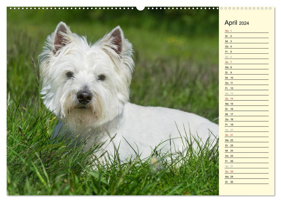 Goblin on 4 paws - West Highland White Terrier (CALVENDO wall calendar 2024) 