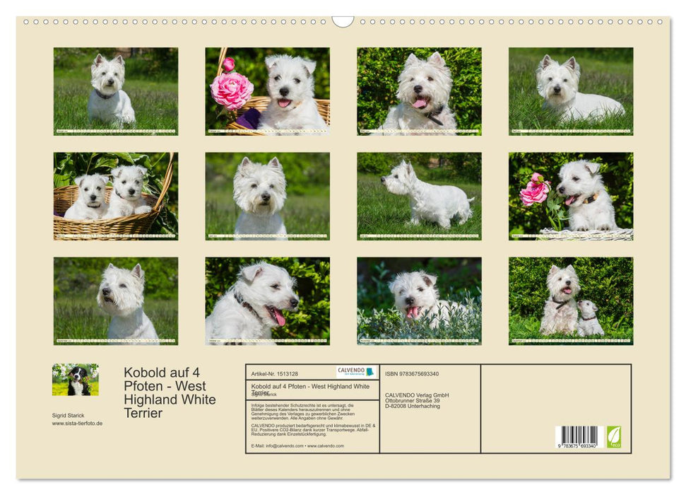 Kobold auf 4 Pfoten - West Highland White Terrier (CALVENDO Wandkalender 2024)