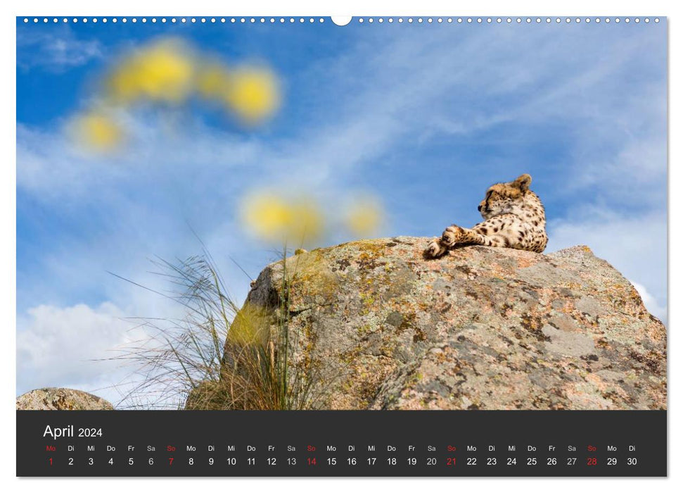 Geparden. Die eleganten Katzen. (CALVENDO Wandkalender 2024)