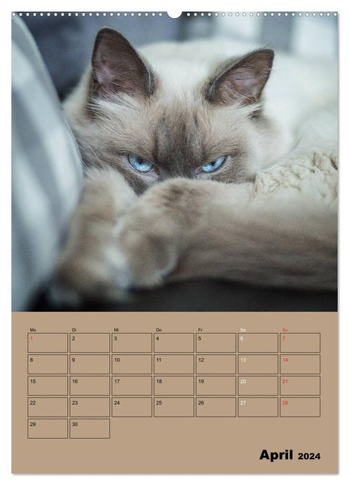 Ragdolls zum Verlieben (CALVENDO Premium Wandkalender 2024)