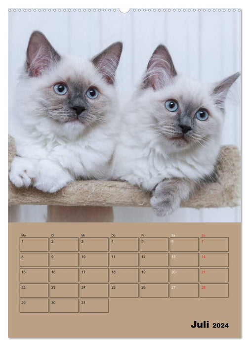 Ragdolls zum Verlieben (CALVENDO Premium Wandkalender 2024)