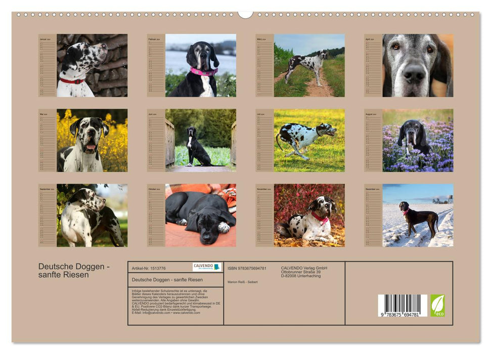 Deutsche Doggen - Sanfte Riesen (CALVENDO Premium Wandkalender 2024)