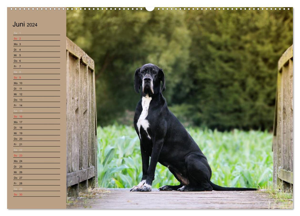 Deutsche Doggen - Sanfte Riesen (CALVENDO Premium Wandkalender 2024)