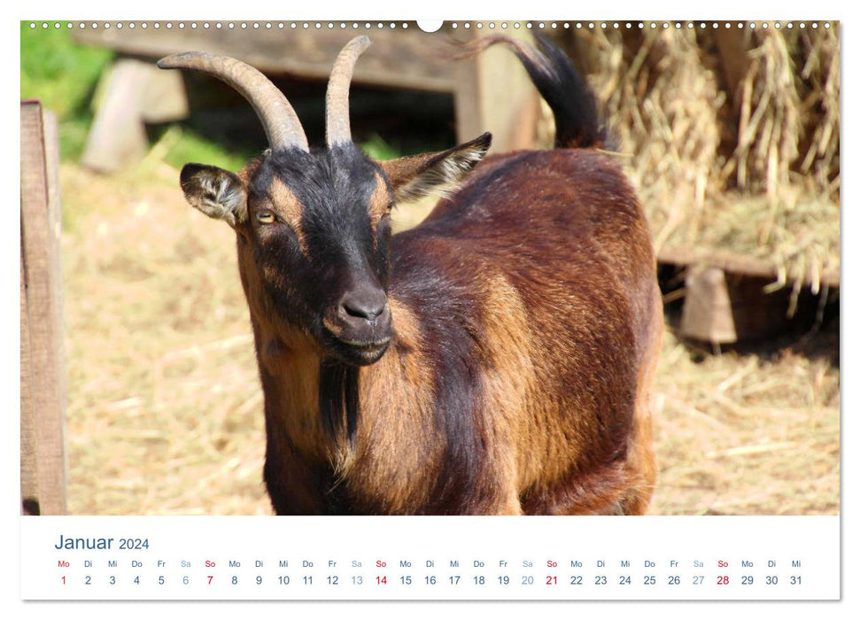 Tierisches Leben auf dem Bauernhof 2024 (CALVENDO Premium Wandkalender 2024)