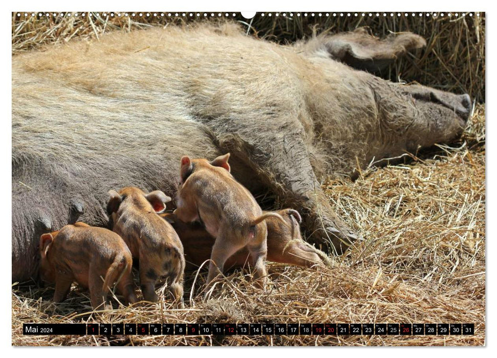 Der Schweinekalender (CALVENDO Premium Wandkalender 2024)