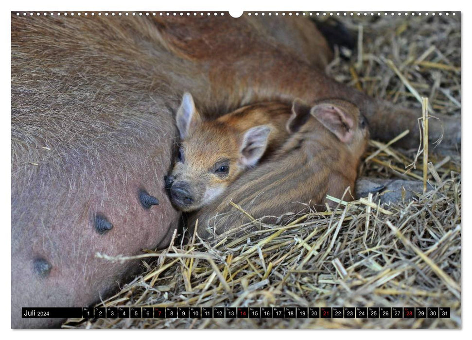 Der Schweinekalender (CALVENDO Premium Wandkalender 2024)