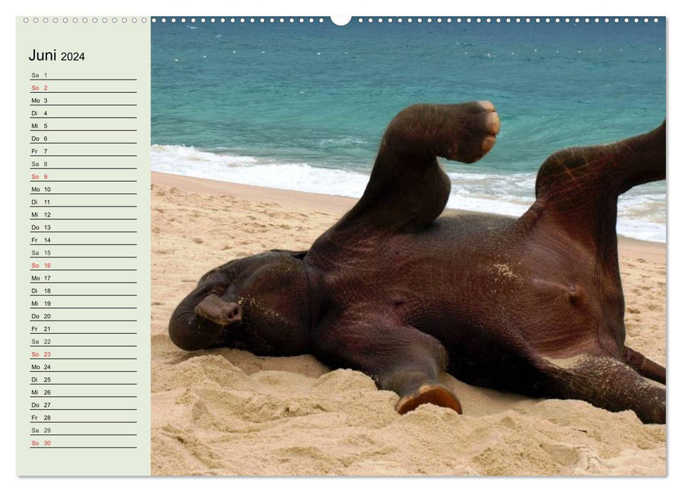 Elefanten. Badespaß am Strand (CALVENDO Premium Wandkalender 2024)