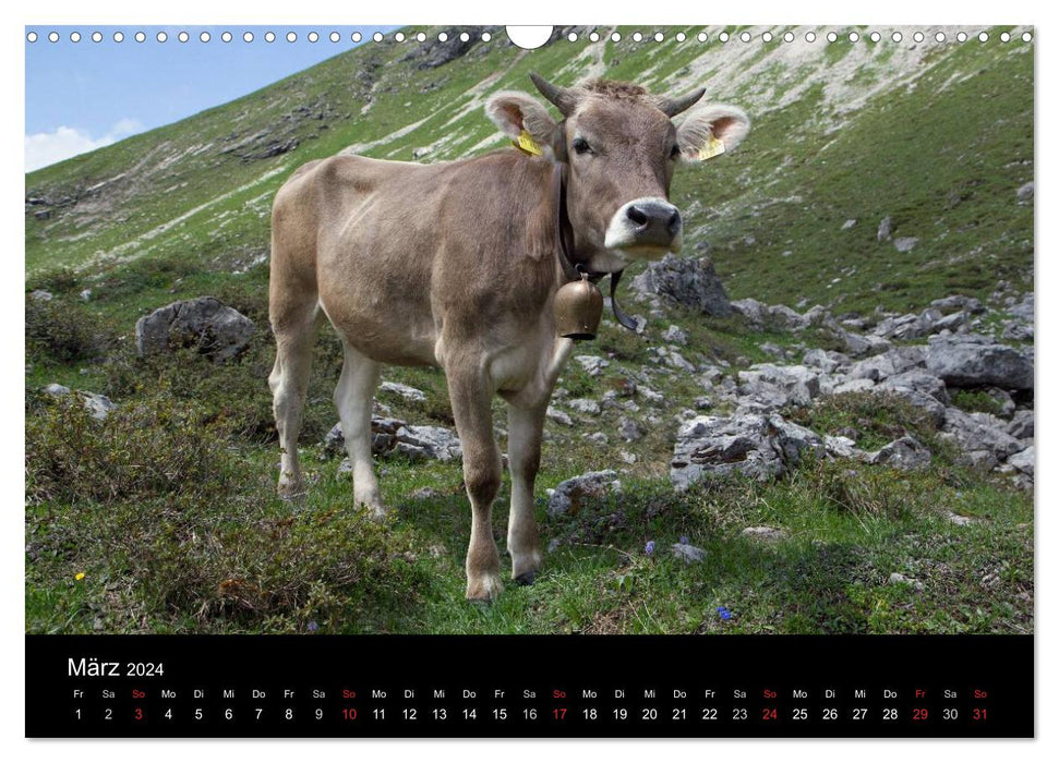 Glückliches Rindvieh 2024 (CALVENDO Wandkalender 2024)