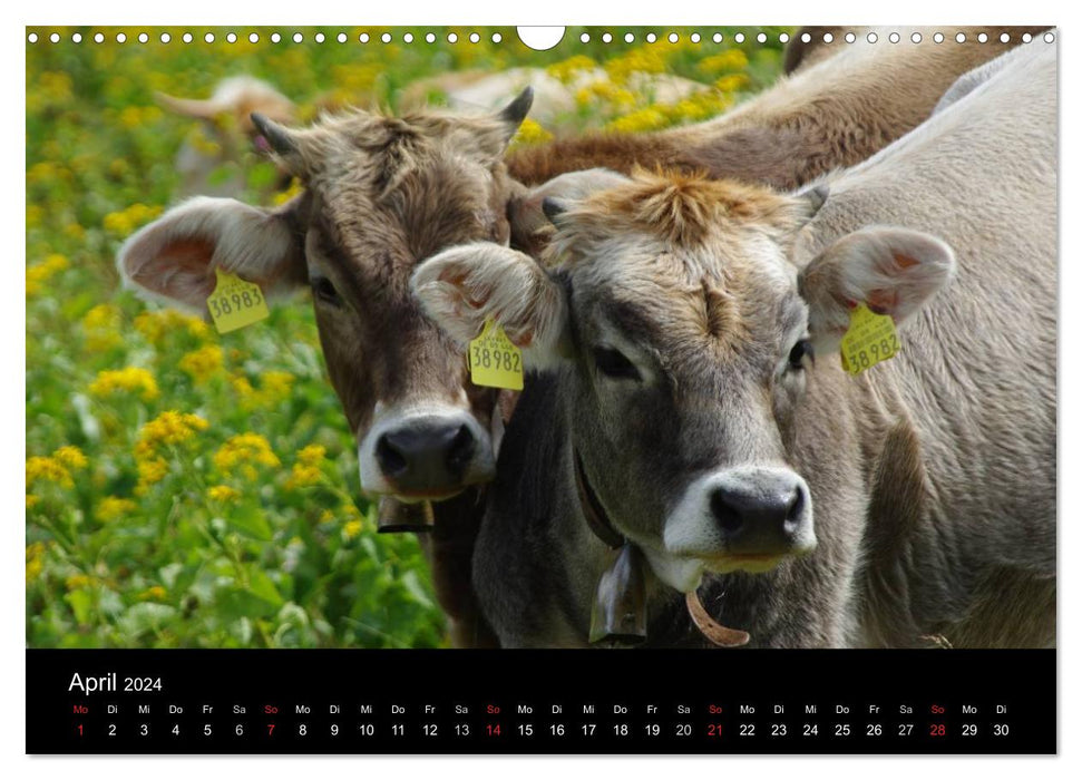 Glückliches Rindvieh 2024 (CALVENDO Wandkalender 2024)