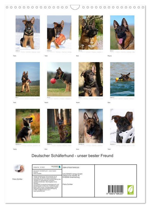 Deutscher Schäferhund - unser bester Freund (CALVENDO Wandkalender 2024)