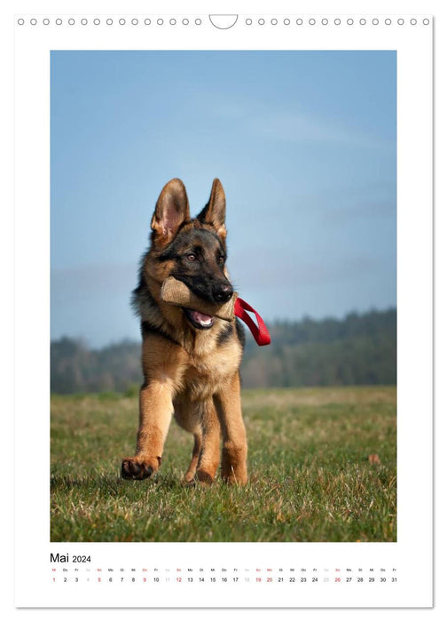 Deutscher Schäferhund - unser bester Freund (CALVENDO Wandkalender 2024)