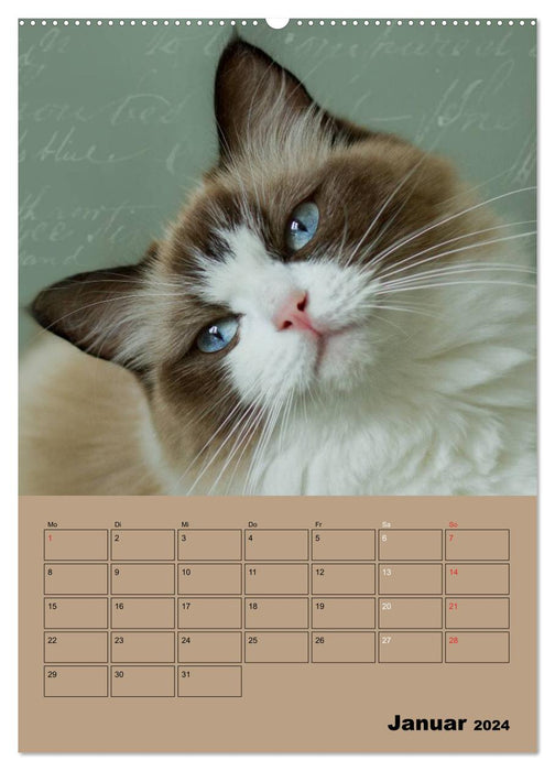 Ragdolls zum Verlieben (CALVENDO Wandkalender 2024)