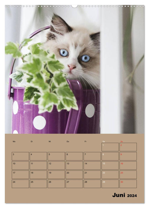 Ragdolls zum Verlieben (CALVENDO Wandkalender 2024)