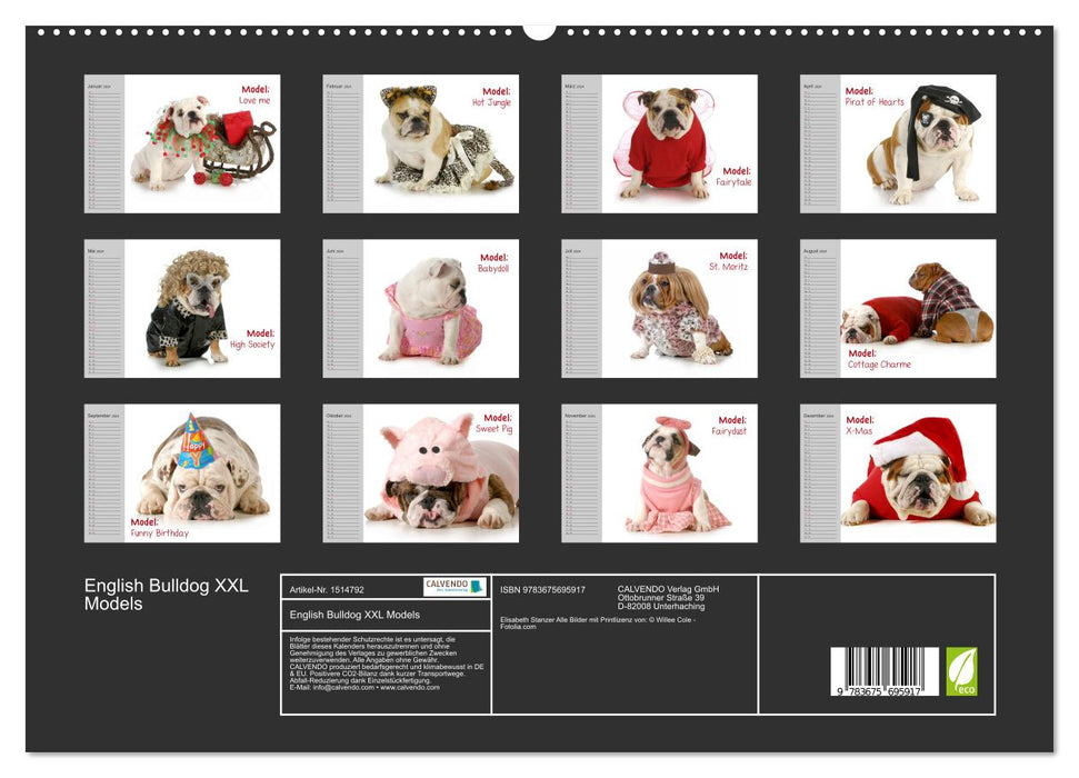 English Bulldog XXL Models (CALVENDO Premium Wandkalender 2024)