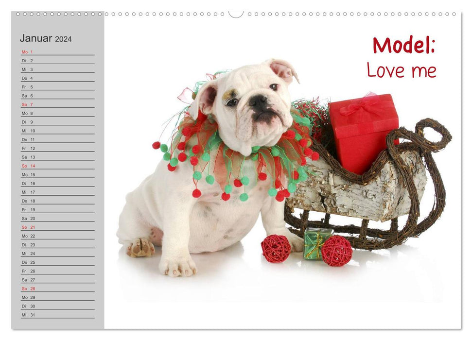 Modèles Bulldog anglais XXL (calendrier mural CALVENDO Premium 2024) 