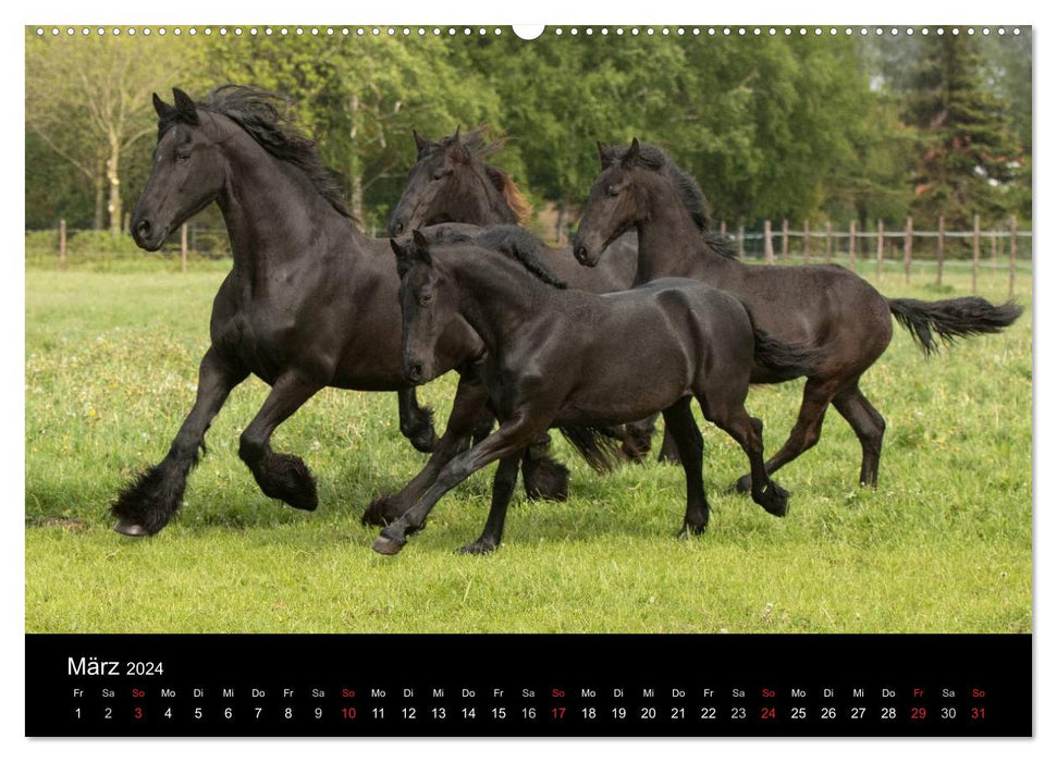 Friesen - Schönheit, Kraft und Eleganz (CALVENDO Premium Wandkalender 2024)