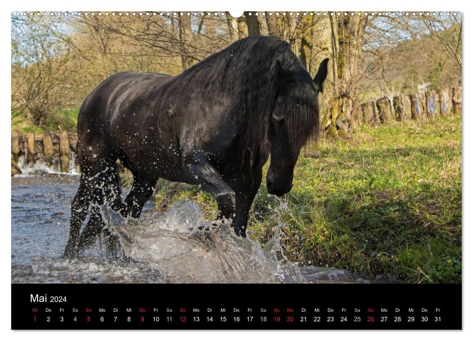 Friesen - Schönheit, Kraft und Eleganz (CALVENDO Premium Wandkalender 2024)