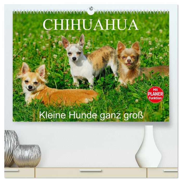Chihuahua - Petits chiens vraiment grands (Calendrier mural CALVENDO Premium 2024) 