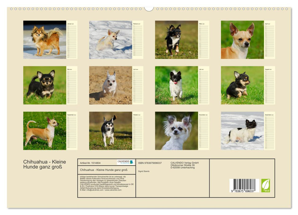 Chihuahua - Petits chiens vraiment grands (Calendrier mural CALVENDO Premium 2024) 